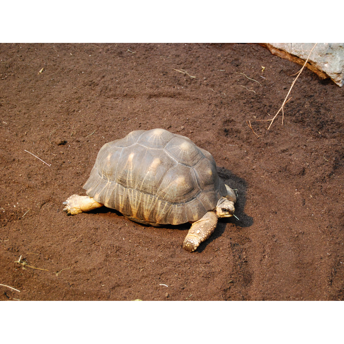 Floragard Schildkröten- und Terrariensubstrat 3 x 20 L