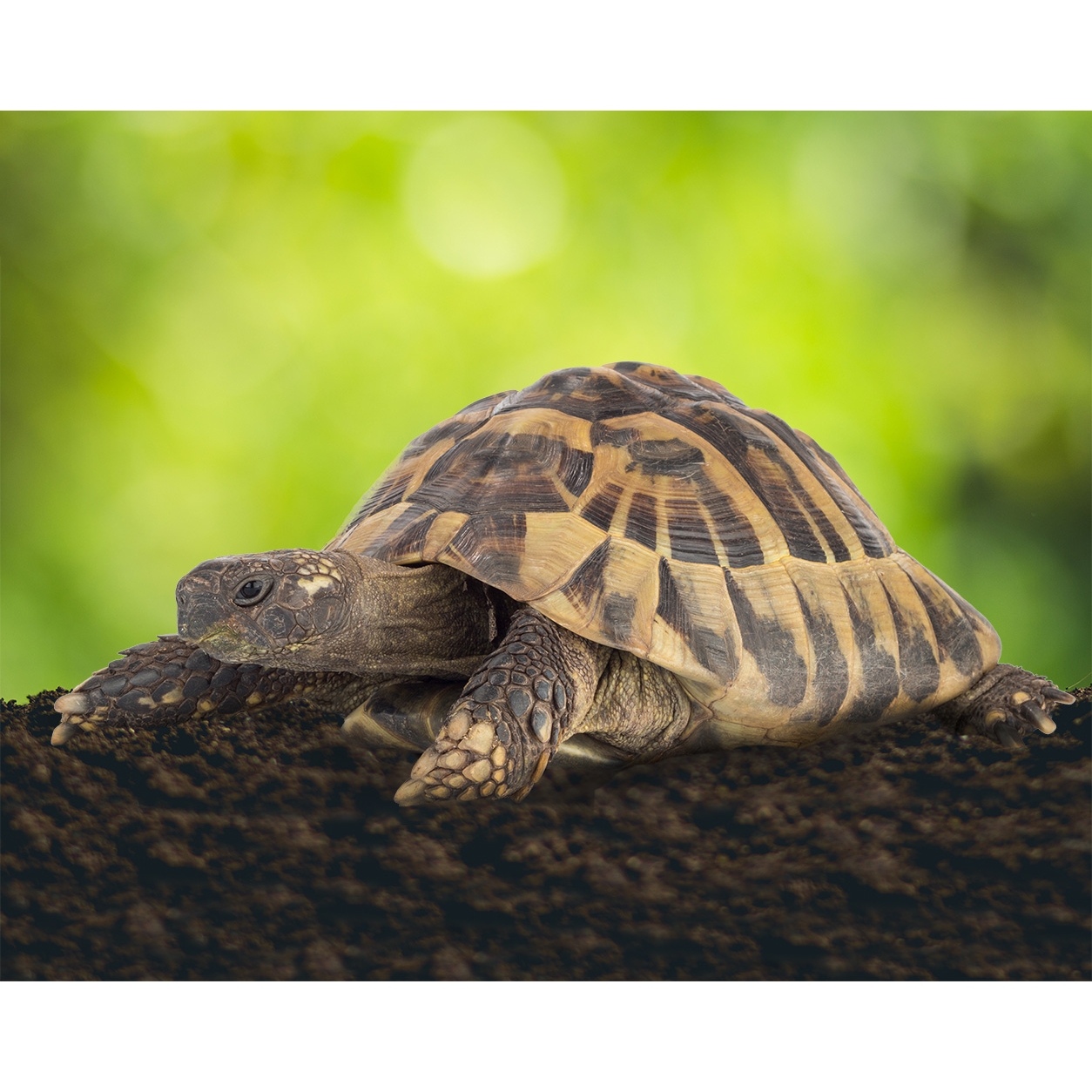 Floragard Schildkröten-Substrat 1 x 50 L