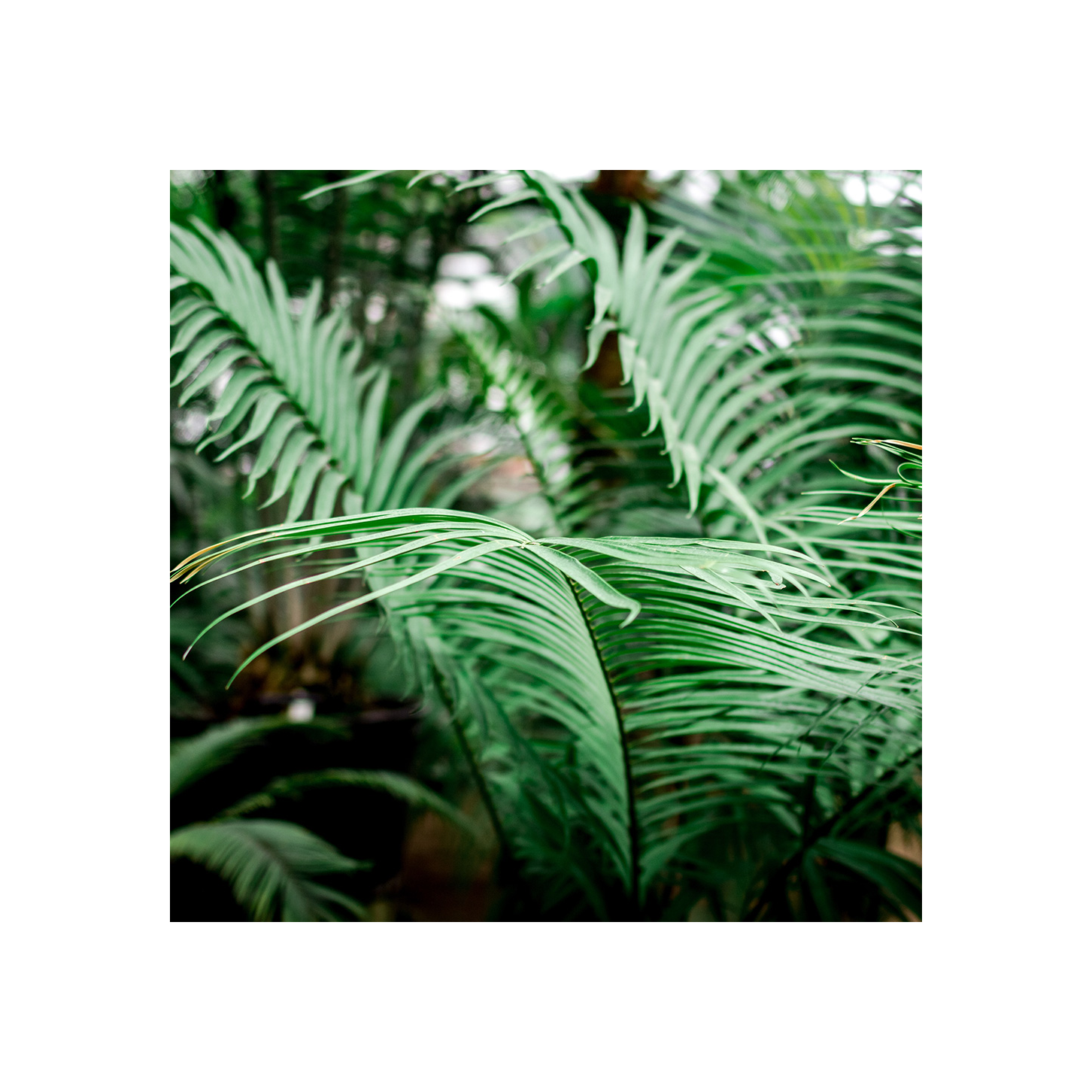 Floragard Aktiv Grünpflanzen- und Palmenerde 1x20L